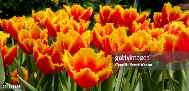 fringed tulips - tulipa fringed beauty stock pictures, royalty-free photos & images
