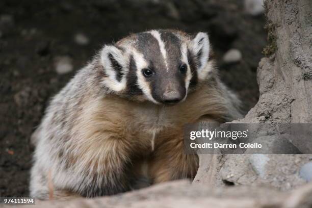 badger - american badger 個照片及圖片檔