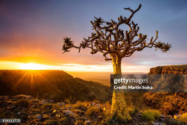 fish river canyon landscape with quiver tree, namibia - quiver tree stock pictures, royalty-free photos & images