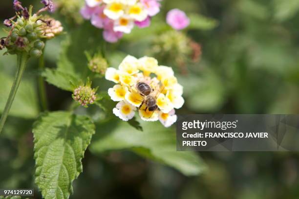 la abeja - abeja stock pictures, royalty-free photos & images