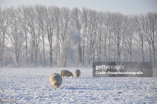 winter - noord holland landschap stockfoto's en -beelden