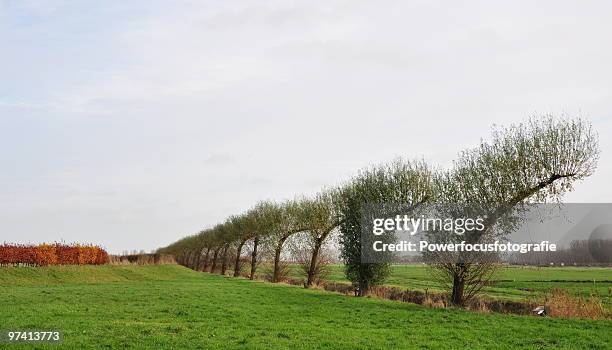 trees - powerfocusfotografie stock pictures, royalty-free photos & images