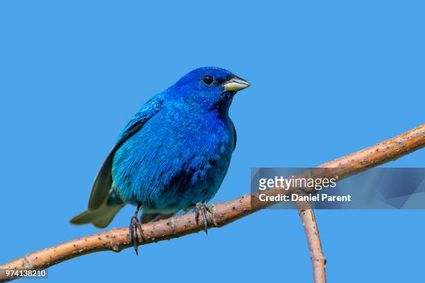 blue on blue - indigo bunting stock pictures, royalty-free photos & images