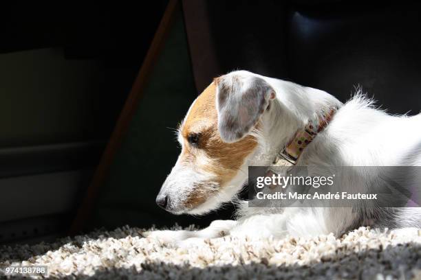 vie de chien 01 - petit chien stock pictures, royalty-free photos & images