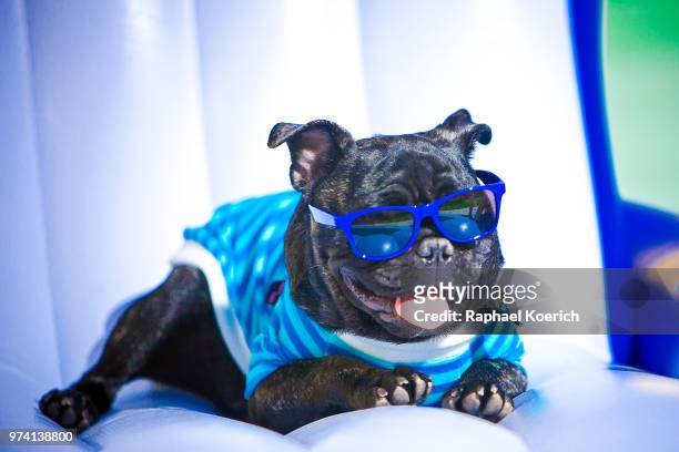 anakin - pet clothing stock pictures, royalty-free photos & images
