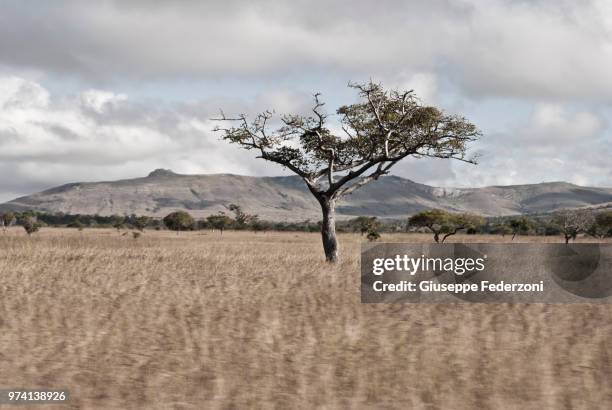 albero della vita - albero stock pictures, royalty-free photos & images