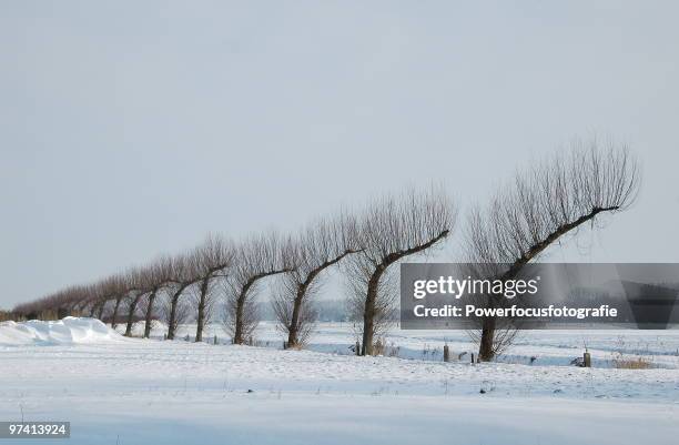 winter - powerfocusfotografie stock pictures, royalty-free photos & images