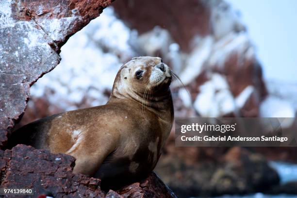 seal on rock, ballestas islands, paracas, peru - paracas stock pictures, royalty-free photos & images