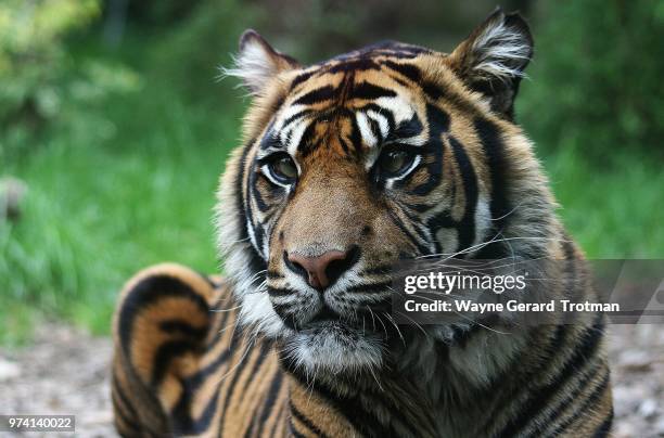 sumatran tiger - wayne gerard trotman fotografías e imágenes de stock