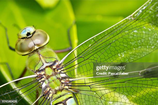 libelle - back view - libelle stock pictures, royalty-free photos & images