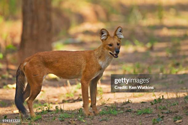 538点のドール犬のストックフォト Getty Images 538点のドール犬のストックフォト Getty Images