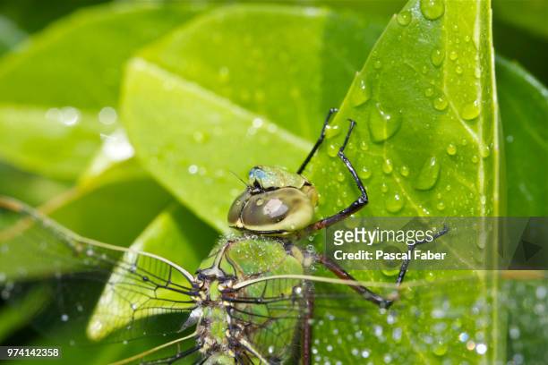 libelle - wet ii - libelle stock pictures, royalty-free photos & images