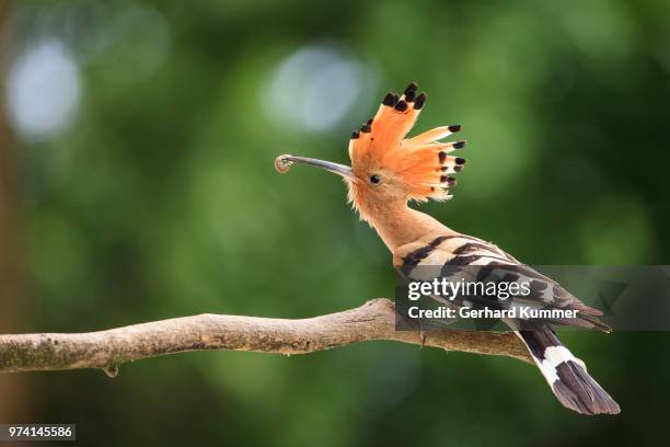 hoopoe (upupa epops) bird sitting on branch, hortobagy national park, hungary - hoopoe fotografías e imágenes de stock