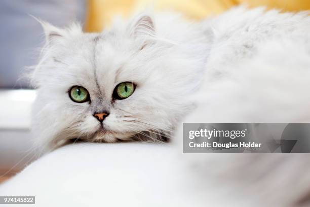 7,051 Persian Cat Photos and Premium High Res Pictures - Getty Images 7,051 Persian Cat Photos and Premium High Res Pictures - Getty Images