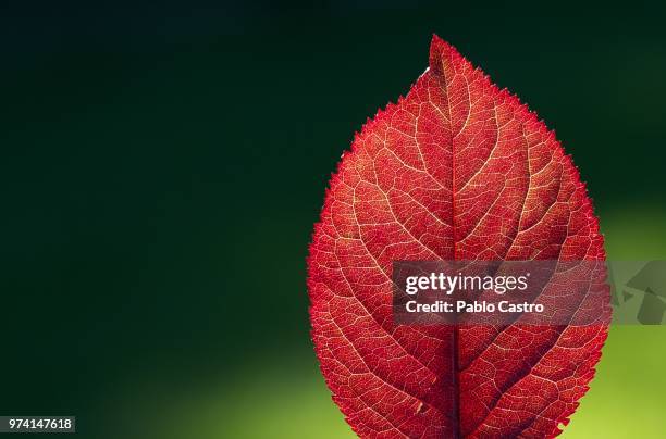 hoja roja - hoja stock pictures, royalty-free photos & images