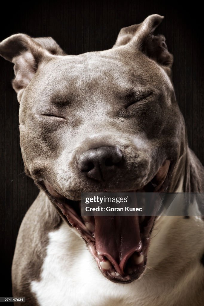 Happy stafford bull terrier dog, Zagreb, Croatia