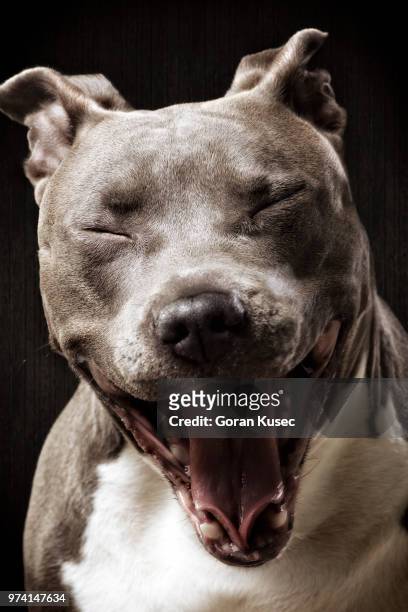 happy stafford bull terrier dog, zagreb, croatia - stafford terrier stock pictures, royalty-free photos & images