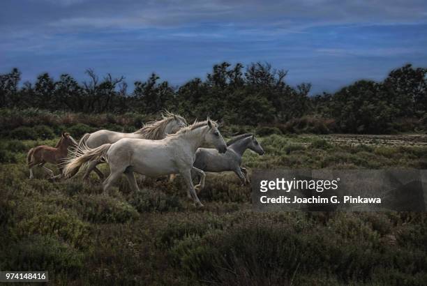 chevaux de la camargue - chevaux stock pictures, royalty-free photos & images