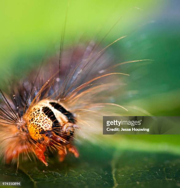 gypsy moth caterpillar - gypsy moth caterpillar stock-fotos und bilder
