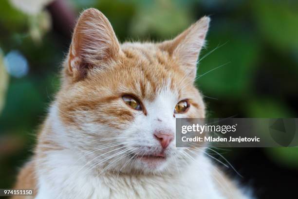 katze - katze stock pictures, royalty-free photos & images