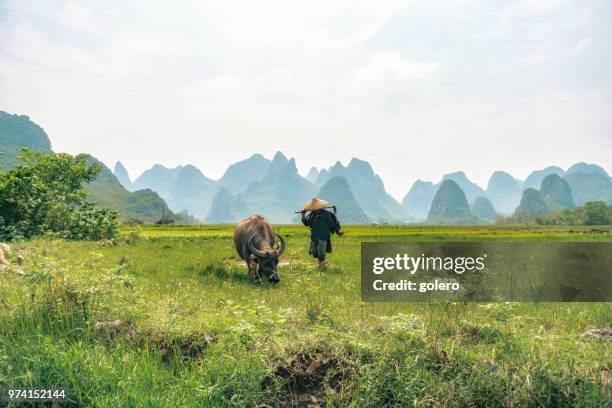 447 Rice Roots Stock Photos, High-Res Pictures, and Images - Getty Images