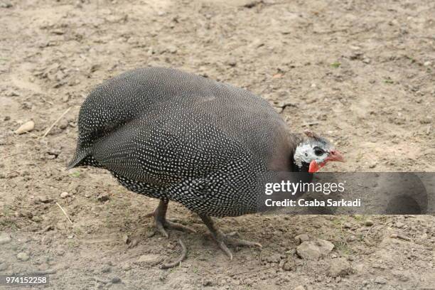 guinea fowl - guinea fowl fotografías e imágenes de stock