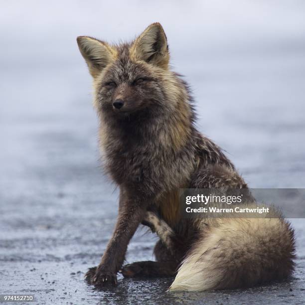 young wolf (canis lupus lupus) sitting - wild dog stock pictures, royalty-free photos & images