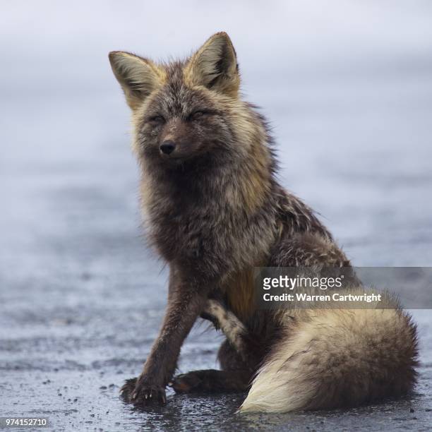 young wolf (canis lupus lupus) sitting - vildhund bildbanksfoton och bilder