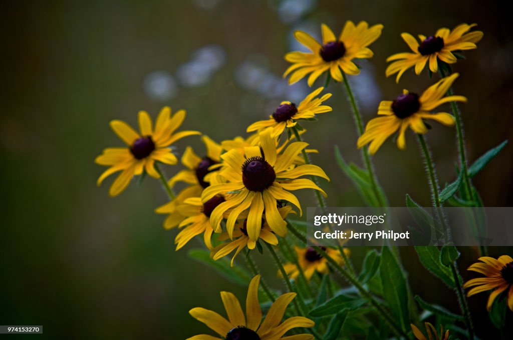 Wildflowers