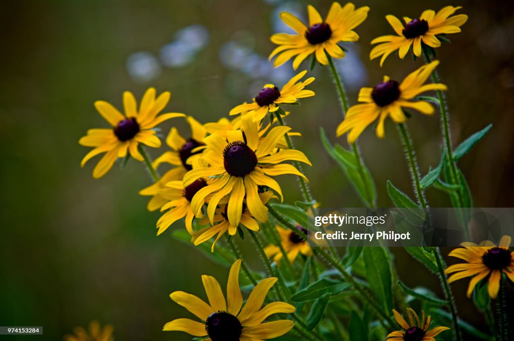 Wildflowers