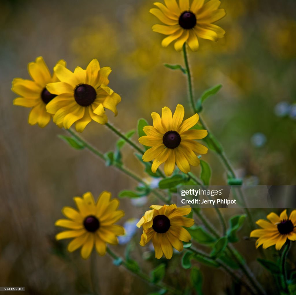 Wildflowers