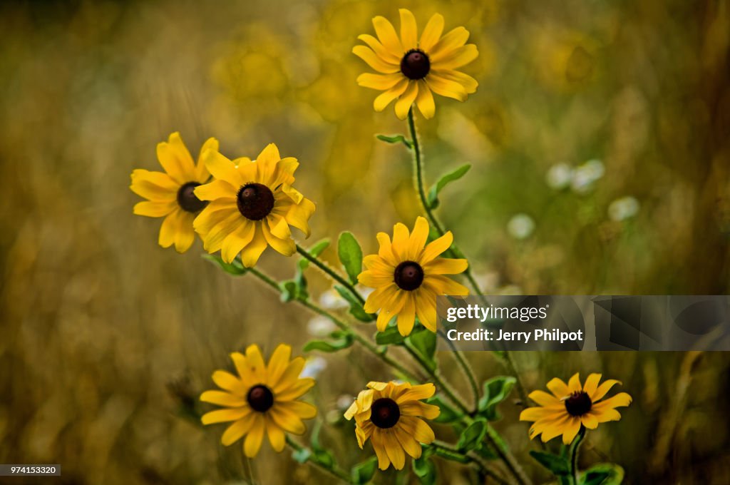Wildflowers