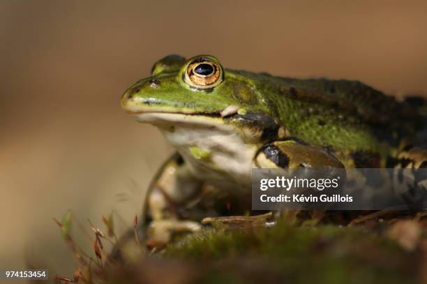 grenouille - grenouille stock pictures, royalty-free photos & images