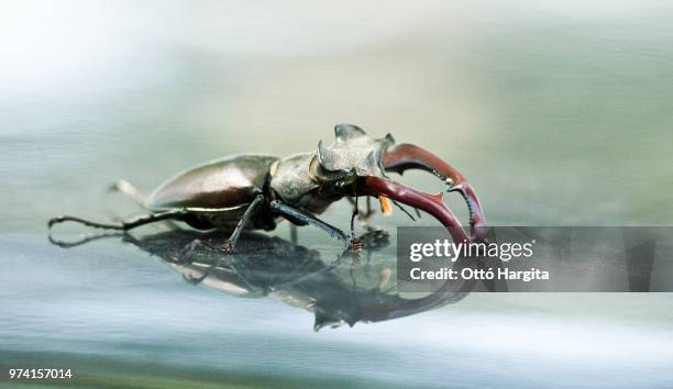 lucanus cervus - abadejo imagens e fotografias de stock