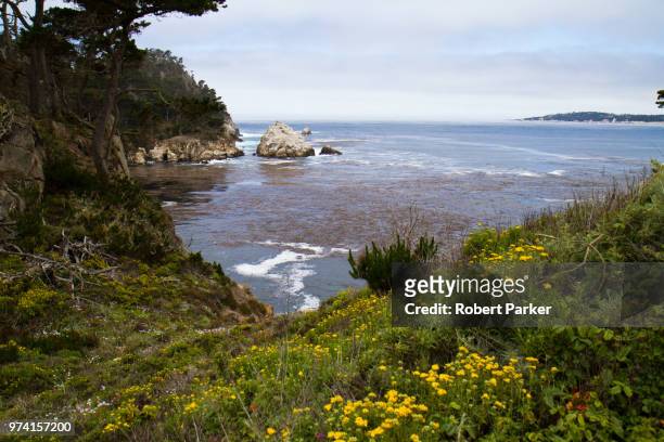 point lobos - rocky parker stock pictures, royalty-free photos & images