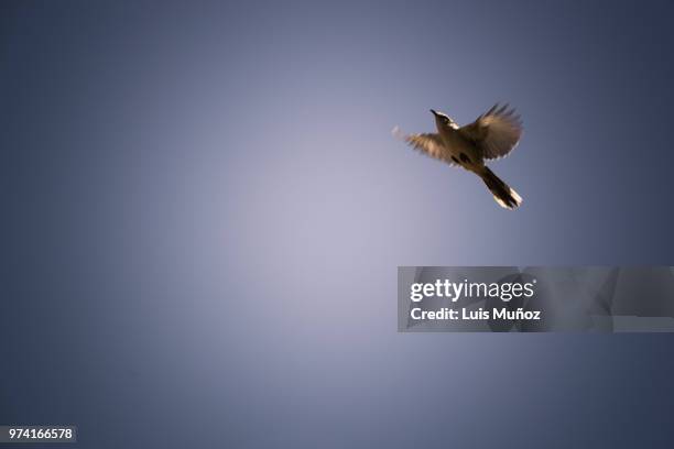 ave en pleno vuelo - fliesen stock pictures, royalty-free photos & images