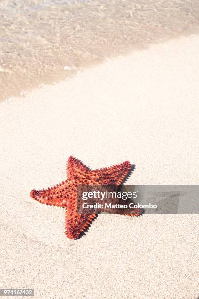 red starfish on tropical beach in the caribbean - starfish stock pictures, royalty-free photos & images