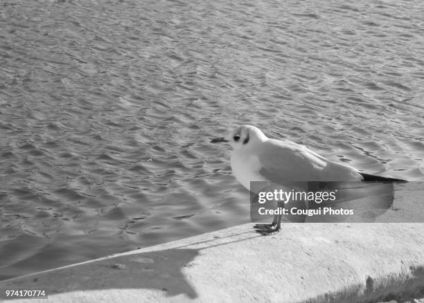 mouette - mouette stock pictures, royalty-free photos & images