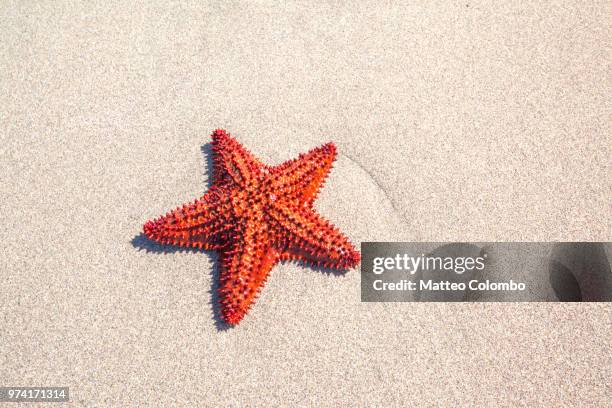 red starfish on sand - starfish stockfoto's en -beelden