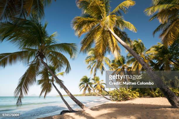 famous les salines beach in martinique caribbean - isla martinica fotografías e imágenes de stock