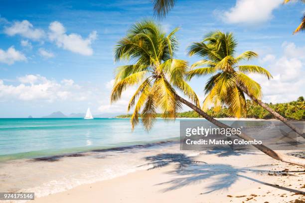 famous les salines beach in martinique caribbean - palm beaches stock-fotos und bilder