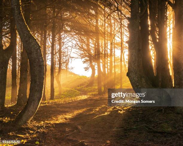 rayos del sol luminoso y brumoso bosque de otoño - dark forest fotografías e imágenes de stock