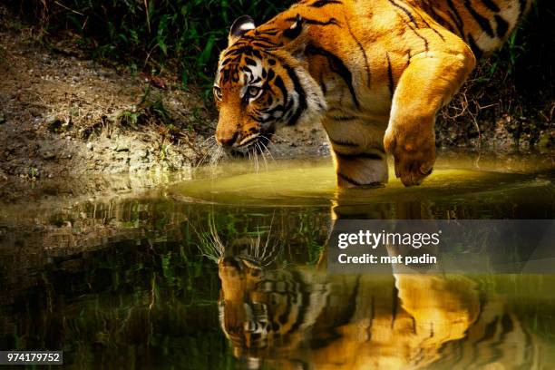 malay tiger (panthera tigris jacksoni) walking in water at taiping zoo, taiping, perak, malaysia - perak state stock pictures, royalty-free photos & images