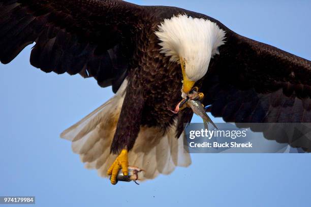 bald eagle (haliaeetus leucocephalus) flying and eating fish, homer, alaska, usa - beak stock pictures, royalty-free photos & images