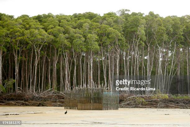mangrove trees with fishing corral in the foreground, amazon region, brazil - ricardo corral stock pictures, royalty-free photos & images