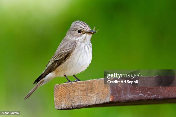 spotted flycatcher with prey - spotted flycatcher stock pictures, royalty-free photos & images