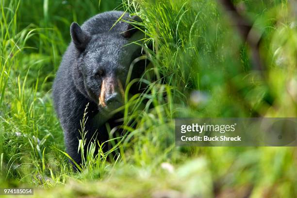 american black bear (ursus americanus) hiding behind bush, kenia, alaska, usa - kenia bildbanksfoton och bilder