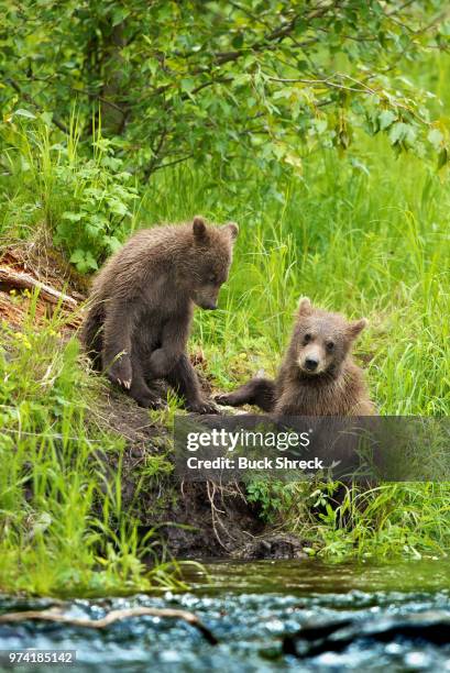 grizzly bear (ursus arctos ssp.) cubs playing by water, kenia, alaska, usa - kenia 個照片及圖片檔