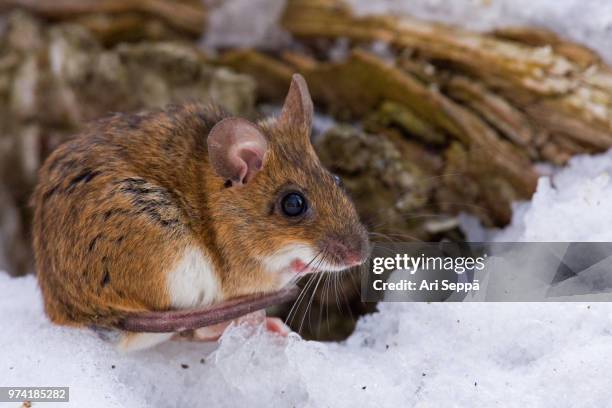 yellow-necked mouse - wood mouse stock pictures, royalty-free photos & images