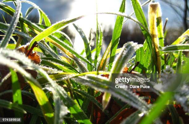 close-up of grass blades covered with frost, riga, latvia - puce stock pictures, royalty-free photos & images